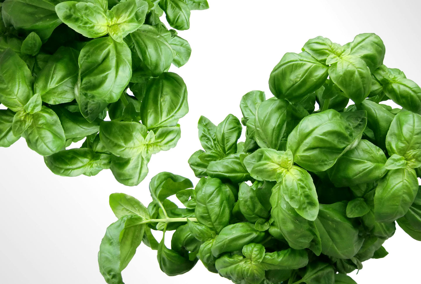 Basil Microgreen