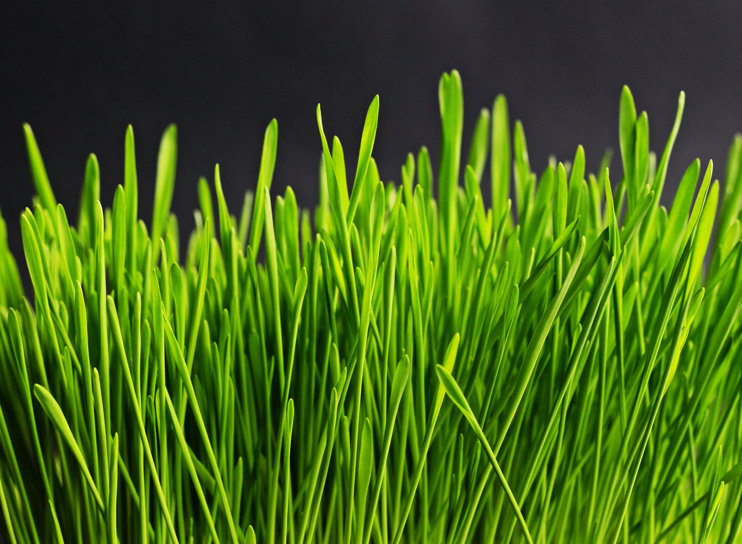Wheatgrass Microgreens