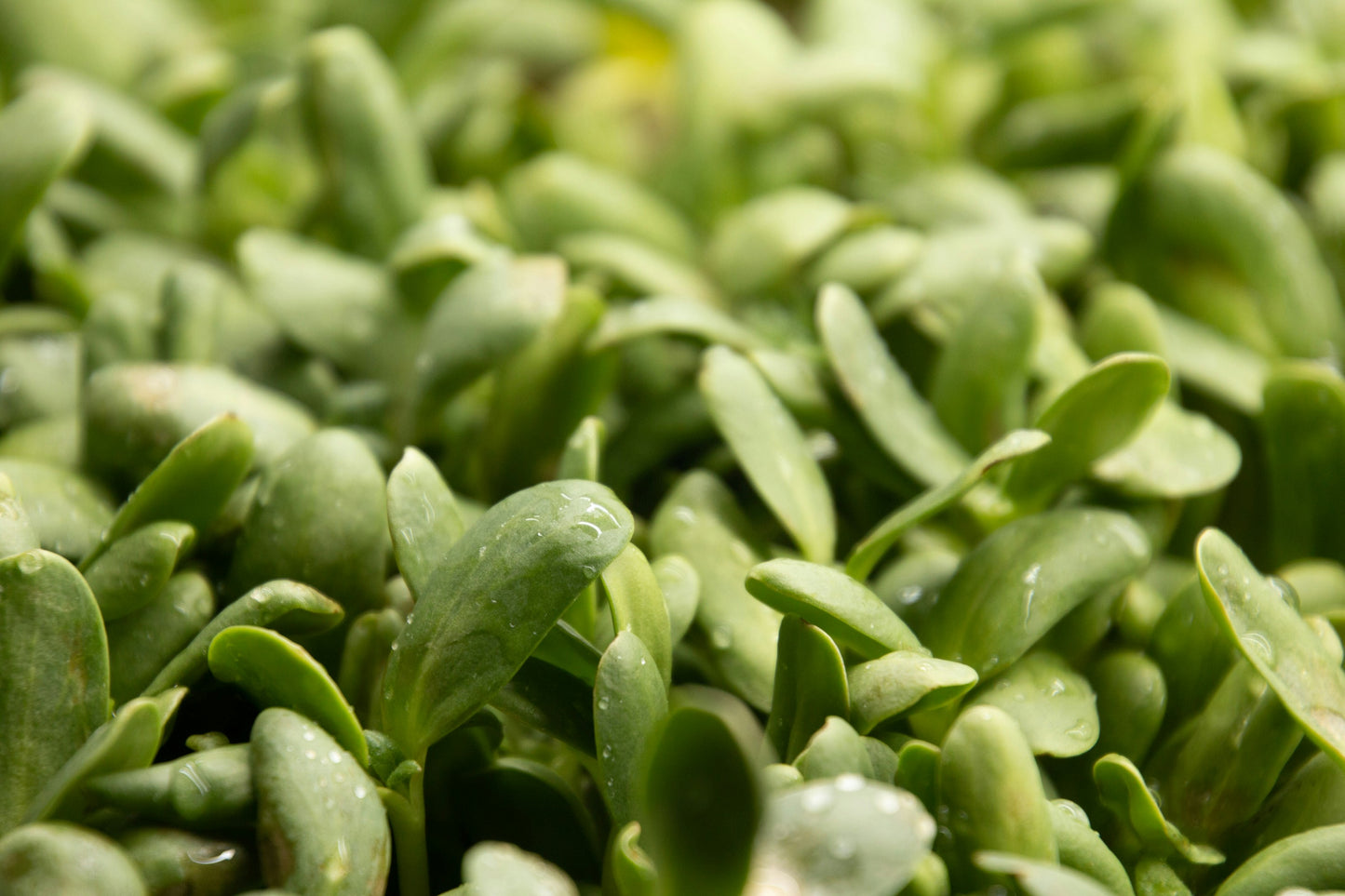 SunFlower Microgreen