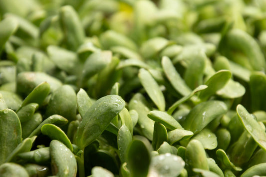 SunFlower Microgreen