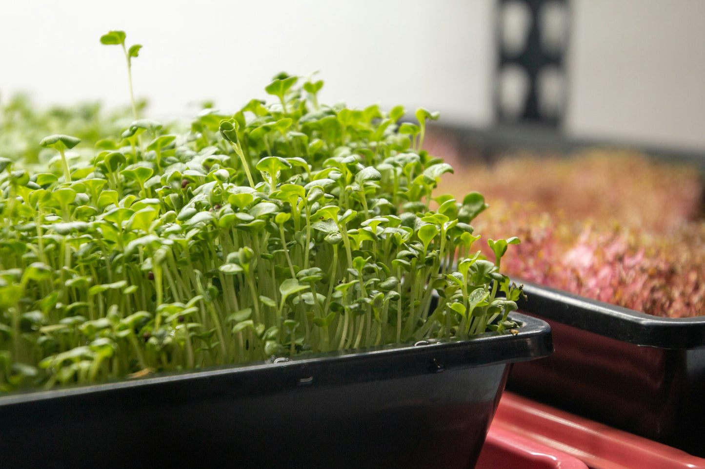 SunFlower Microgreen