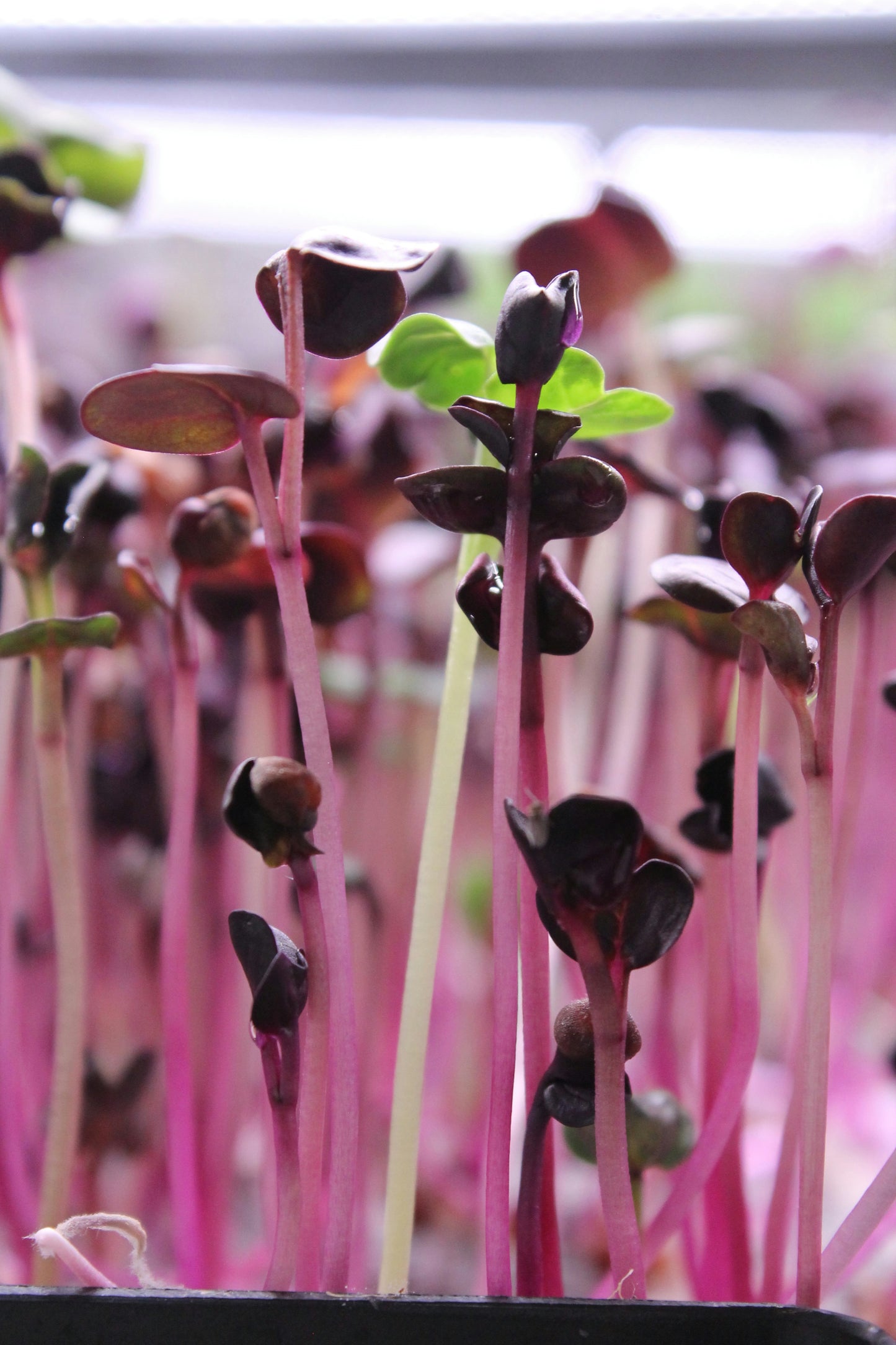 Radish Microgreens