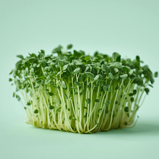 Broccoli Microgreens
