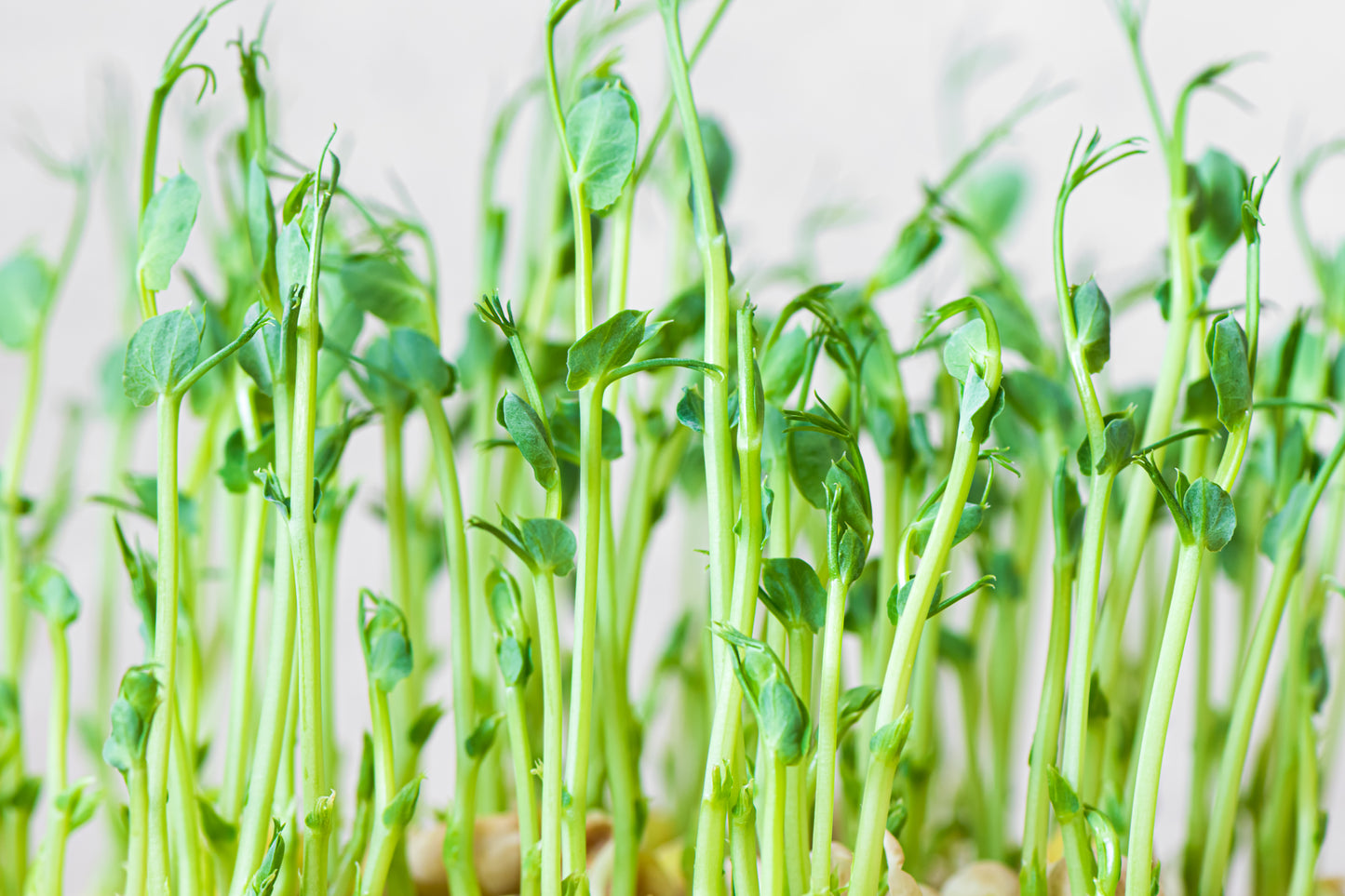 Pea Shoots Microgreen