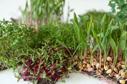 Mixed Blend Microgreens