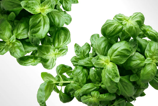 Basil Microgreen