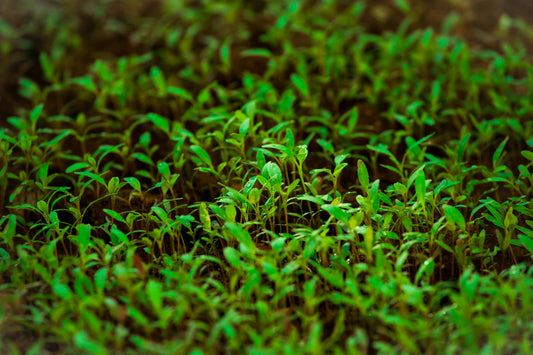 Mustard Microgreens