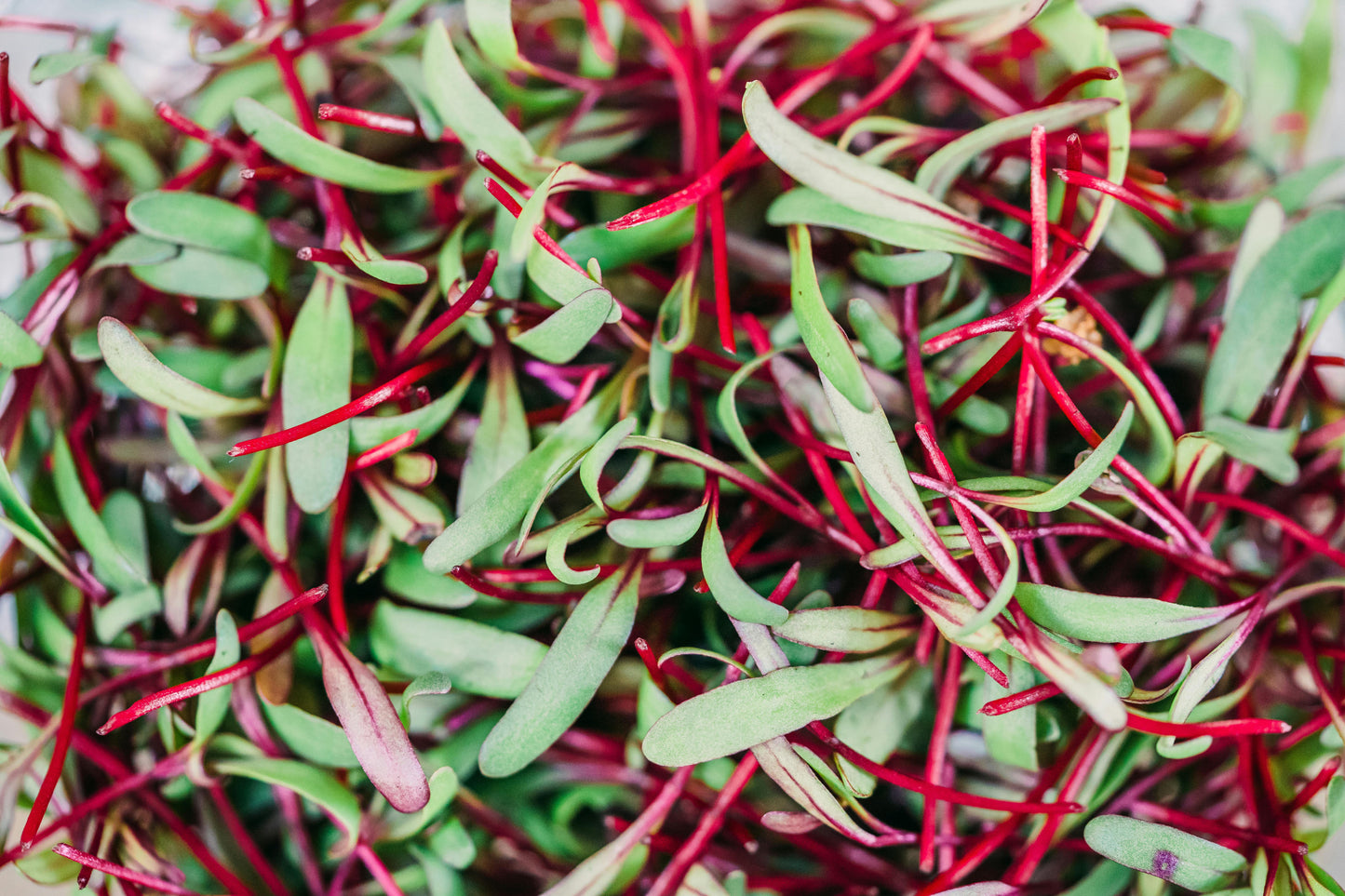 Amaranthus Microgreen